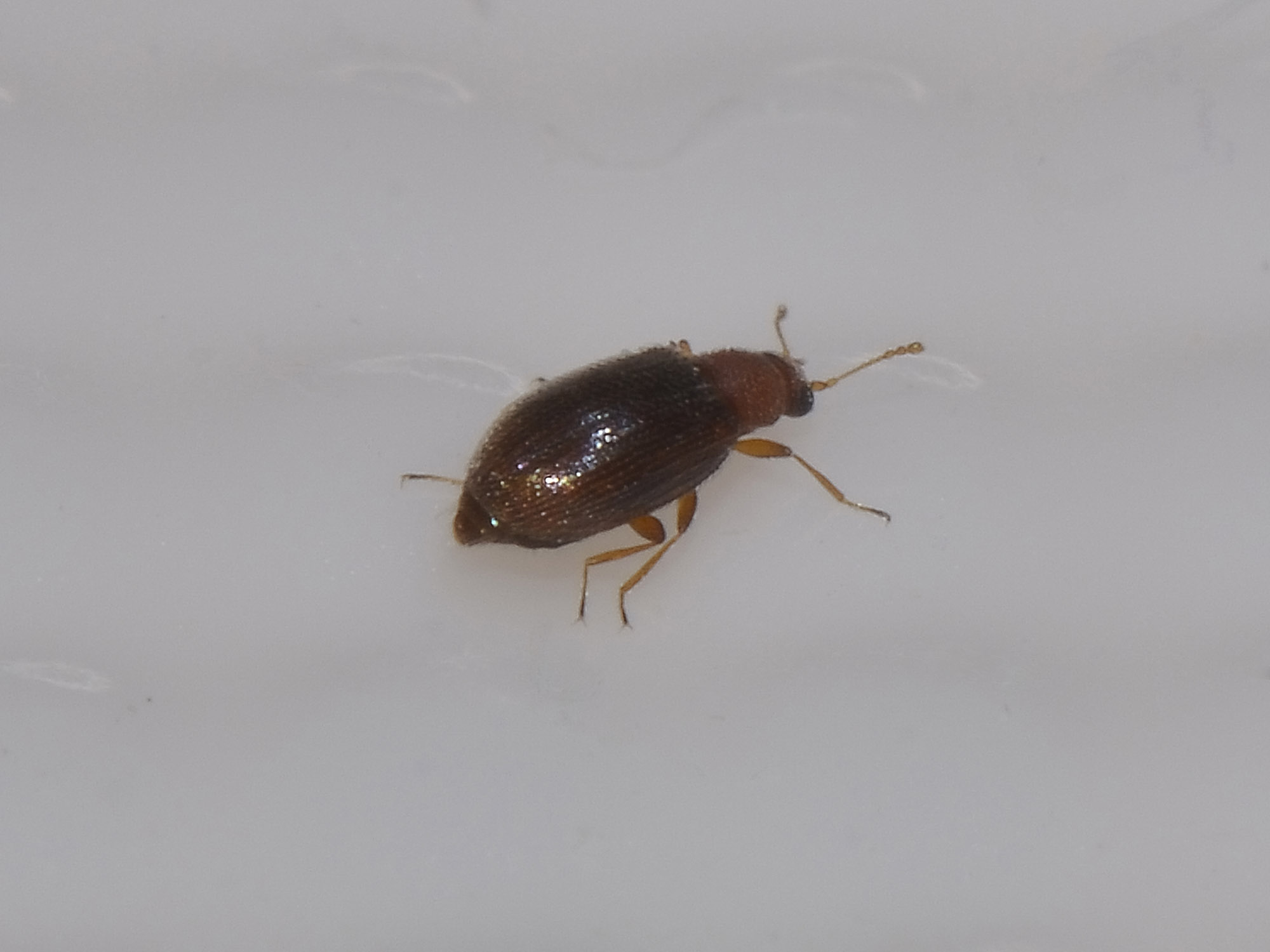 Latridiidae? Sì, Melanophthalma cfr. distinguenda